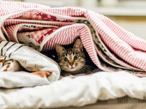 У Запоріжжі дали старт скаргам на опалення - куди звертатись