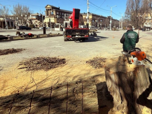У центрі Запоріжжя спиляли багаторічні дерева — екологи пояснили, що сталося (відео) 