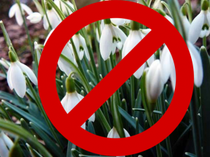 Фото первоцвітів, ілюстративне