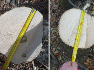 Затримали «чорного» лісоруба – у Запорізькому районі чоловік напиляв собі причіп дров (фото)