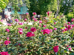 У Запоріжжі розквітає Алея троянд - фото