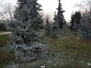 У головному парку спального району Запоріжжя обприскали ялинки та сосни - фото