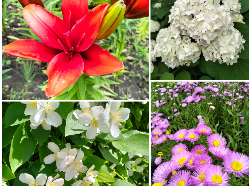 Квіткове різноманіття: ботсад Запоріжжя здивував барвами (фото)