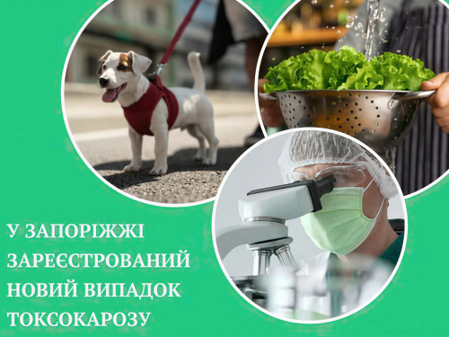 У Запоріжжі цього року вже зафіксували п'ять випадків токсокарозу