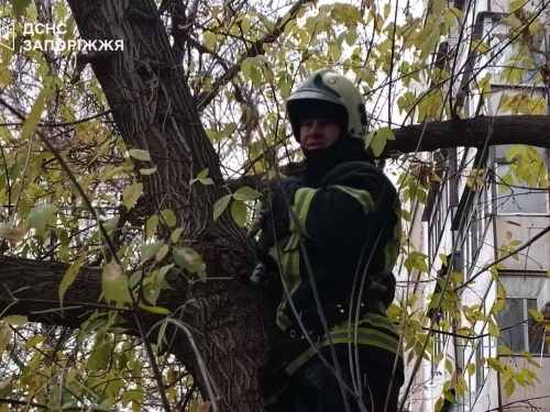 Зняли з триметрової висоти - у Запоріжжі врятували домашнього кота (фото)
