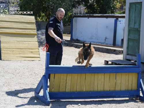 Кінологічний розрахунок ДСНС Запоріжжя щодня тренує вівчарок Ноту та Мілу. Собаки мають різні спеціалізації — пошук живих і загиблих