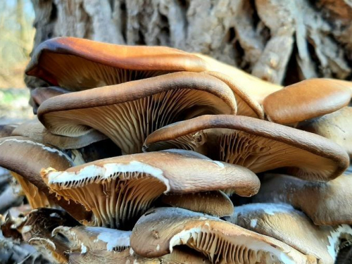 У запорізькому зимовому лісі ростуть їстівні гриби - фото