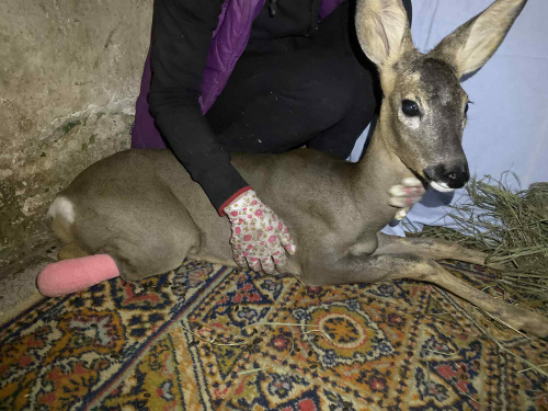  У запорізькому притулку для тварин рятують косулю - просять долучитись усіх небайдужих