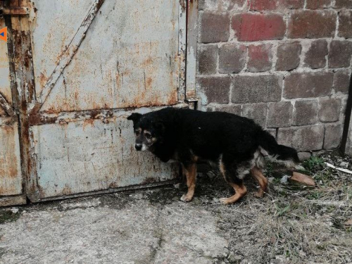 У Запоріжжі врятували собаку, який застряг в незвичайному місці - фото