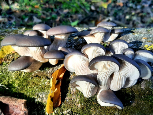 Запорізький біолог знайшов у плавневому лісі їстівні гриби - фото