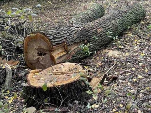 "Врятували" від насаджень - на одній з вулиць Запоріжжя зрубали дерева