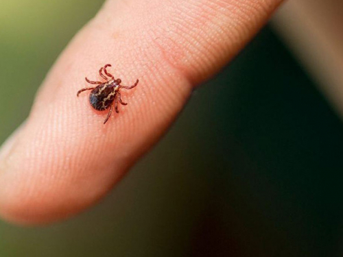 Кожен другий кліщ потенційно небезпечний: у Запорізькій області вже зафіксували перші укуси (відео)