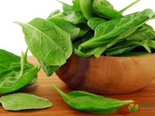 Коли саджати щавель та як отримати кілька врожаїв за сезон - поради