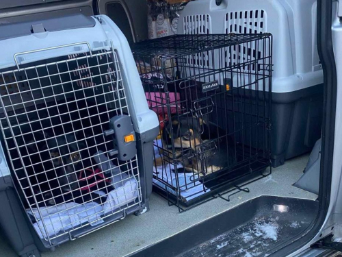 Під загрозою FPV-дронів: з Комишувахи врятували понад 100 тварин (відео)