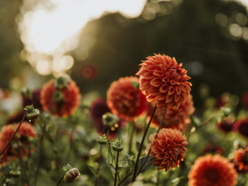 Сад, ілюстративне фото