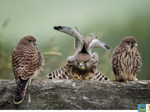 У Запоріжжі покажуть виставку Міжнародного салону &quot;Фотовернісаж на Покрову&quot; - безкоштовний захід
