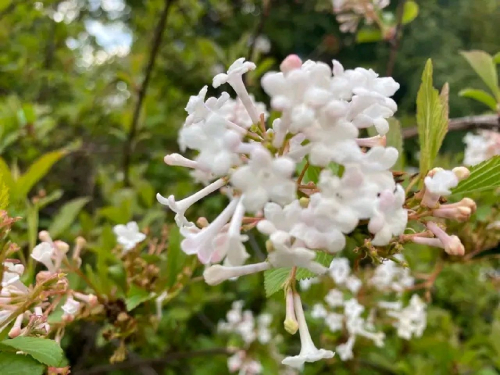 У Запорізькому ботсаду квітнуть магнолії та сакури, фото: Ірини Єгорової