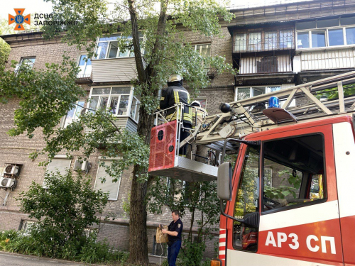 Заліз на дерево та не зміг спуститися – у Запоріжжі врятували кота (фото)