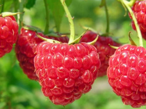 Малина, ілюстративне фото