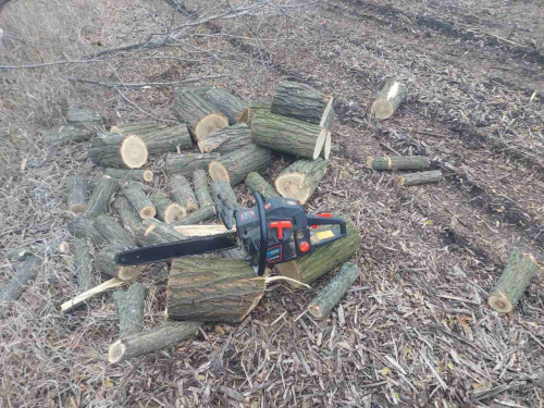 Напиляти дров непомітно не вийшло - у Запорізькому районі екологи натрапили на браконьєра (фото)