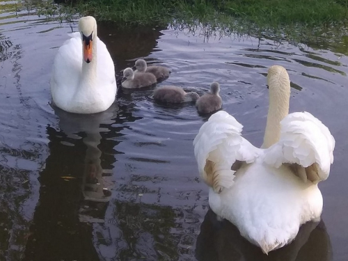 У лебедів в запорізькому центральному парку народилися пташенята - фото, відео