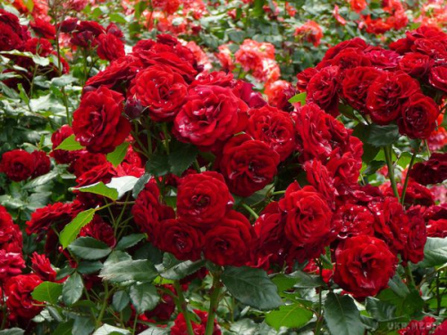 Як позбутися попелиці на трояндах: дієві засоби