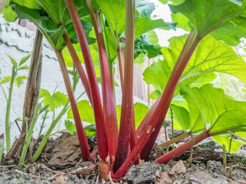 Незаслужено забута рослина: як виростити ревінь