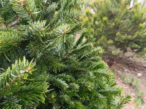 Від маленької сосни до пухнастої піхти - скільки коштують новорічні дерева в Запоріжжі цього року (фото)