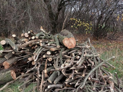 У Запорізькому районі поліція спіймала "чорних" лісорубів, які заготовляли дрова на зиму - фото