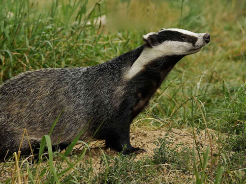 Тварина повернулася на волю - у Запоріжжі рятувальники витягли борсука з каналізаційної шахти (фото)