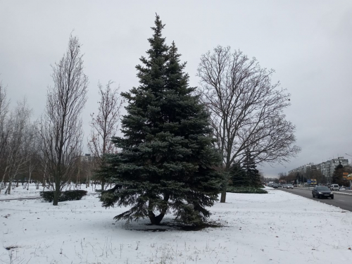 Якою буде погода в останні дні року, що минає - прогноз для Запоріжжя