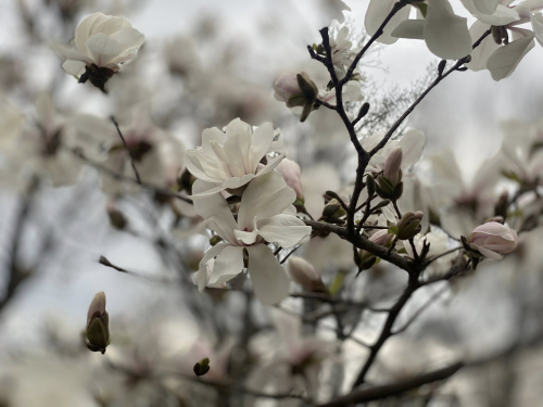 Магнолії у "Дубовому гаю". Фото: Ірина Єгорова