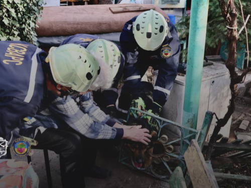У Запоріжжі рятувальники визволили собаку, що застряг у паркані