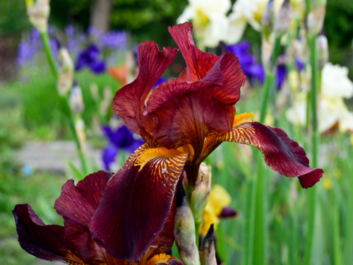 У запорізькому ботанічному саду квітнуть іриси незвичайних кольорів - фото, відео