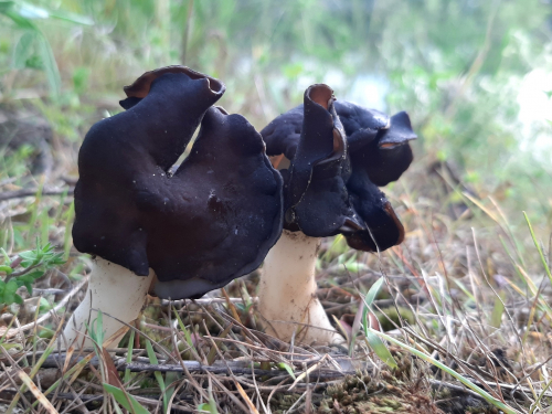 Запорізький біолог знайшов незвичайні гриби на березі Дніпра - фото