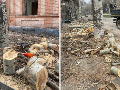 Зрубали під корінь: у Запоріжжі екологи перевірили законність знесення тополь