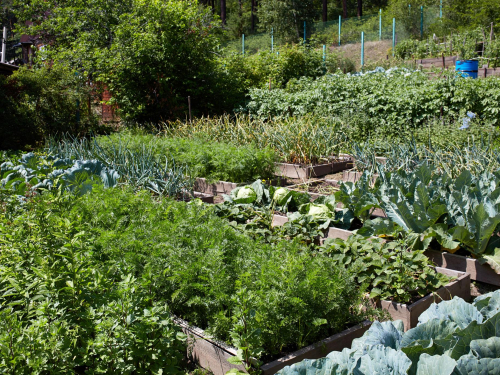 Органічний догляд за городом допомагає підвищити врожайність. Фото ілюстративне