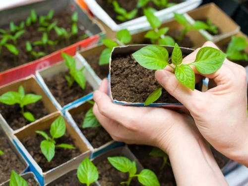 Посівний календар на травень 2026: сприятливі та заборонені дні