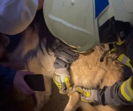У Запоріжжі врятували собаку, який застряг у ланцюгу - фото, відео