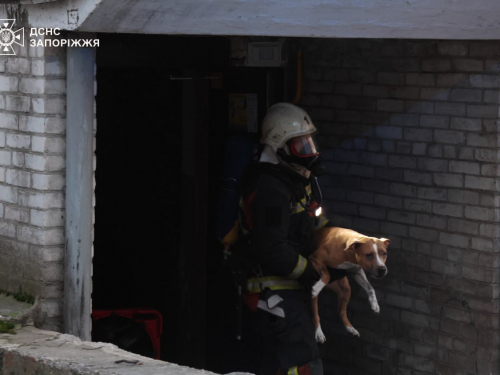 Рятували разом із тваринами: у Запоріжжі надзвичайники ліквідували пожежу в багатоповерхівці (фото)