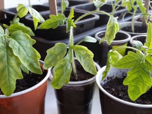 Розсада помідорів. Фото ілюстративне