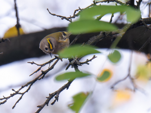 У Запоріжжя прилетіли на зимівлю найменші пташки України - фото