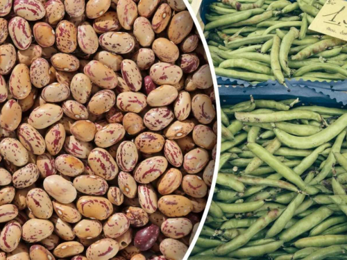 Квасоля, ілюстративне фото