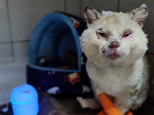 Вижив після влучання "шахеда": у Запоріжжі рятують обпеченого котика Бусю (фото)