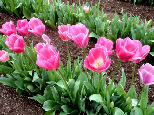Розквітнуть вже через кілька тижнів: як правильно висаджувати тюльпани навесні