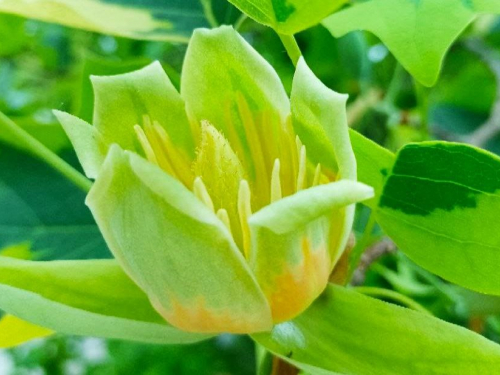 У Запоріжжі розквітло тюльпанове дерево - фото