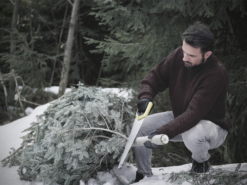 Незаконні новорічні ялинки - запоріжця нагадали чому не можна рубати хвойні дерева і яка відповідальність чекає на порушників