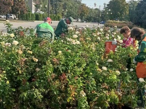 У Запоріжжі комунальники доглядають троянди - фото