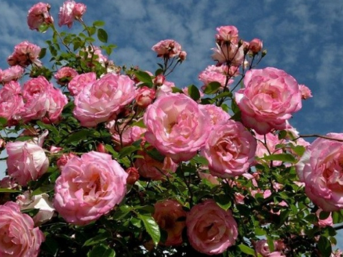 Пишний та ароматний сад: як доглядати за трояндами