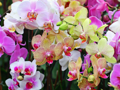 Як доглядати за кімнатними орхідеями, щоб вони цвіли